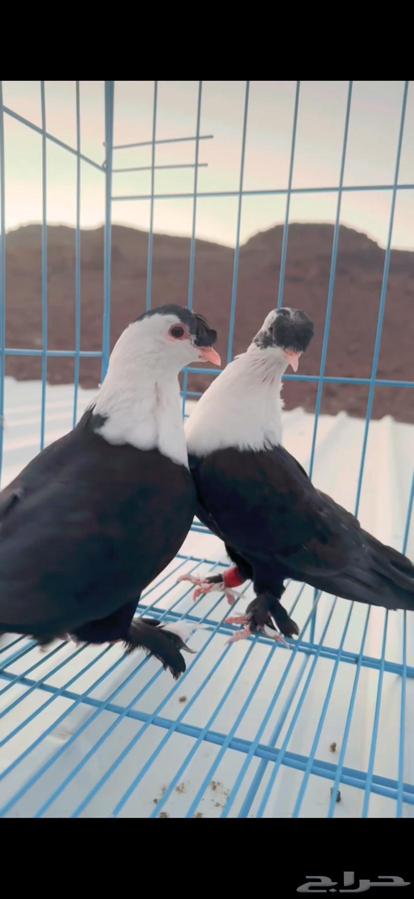 حمام لبناني حمام شخشرلي64201270547970113