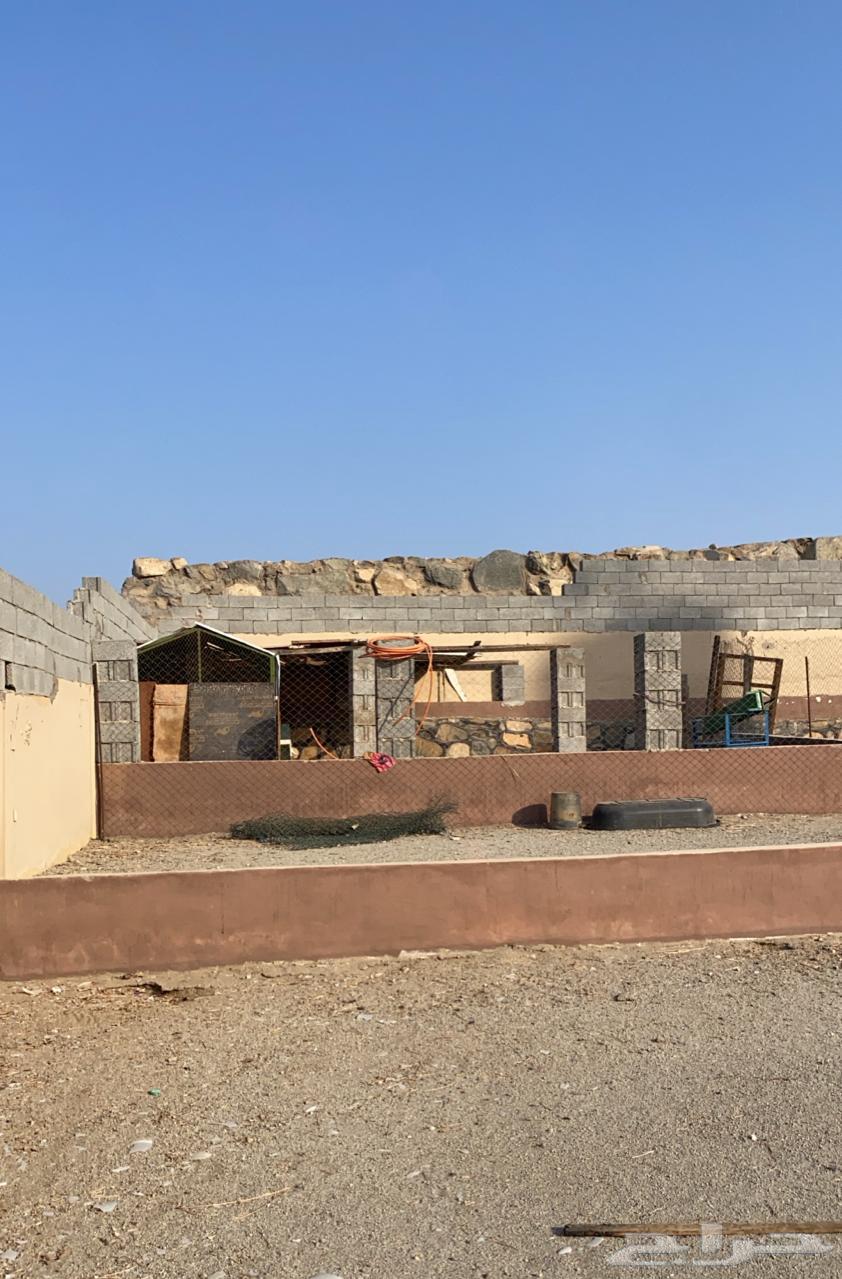 Farm for rent (sheep - poultry - warehouse)64159957472387111