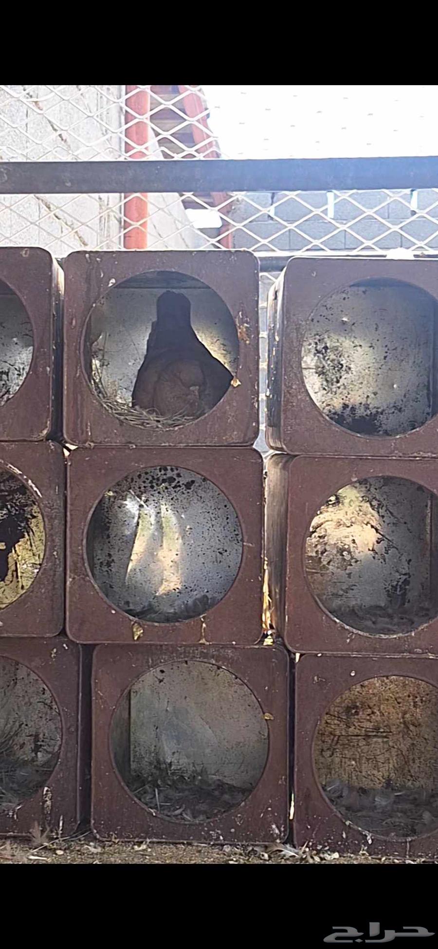 حمام كنق سوبر جامبو64205077182722113