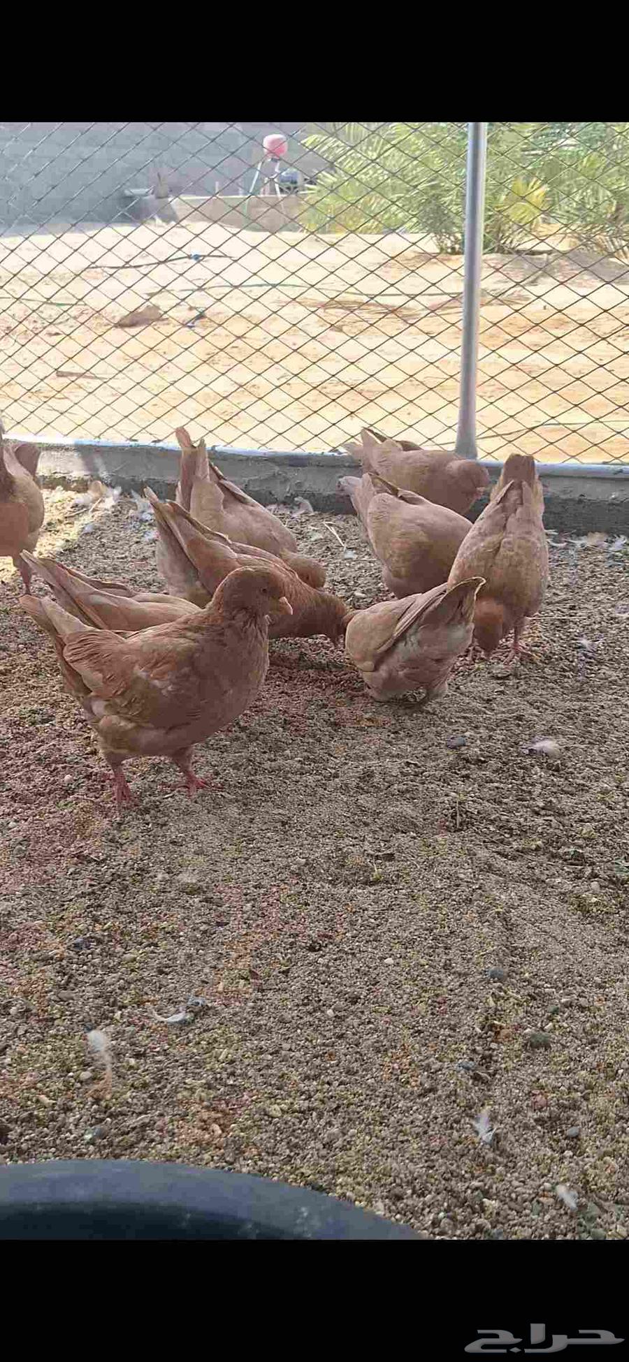 حمام كنق سوبر جامبو64205077182722111