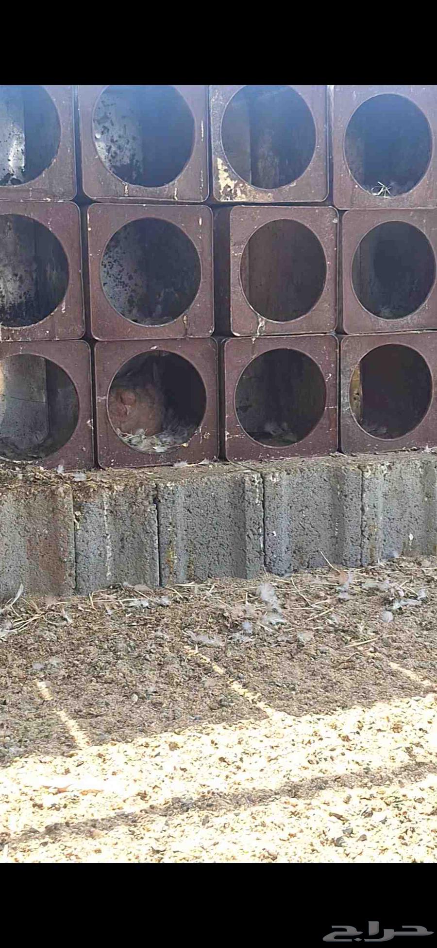 حمام كنق سوبر جامبو64205077182722114