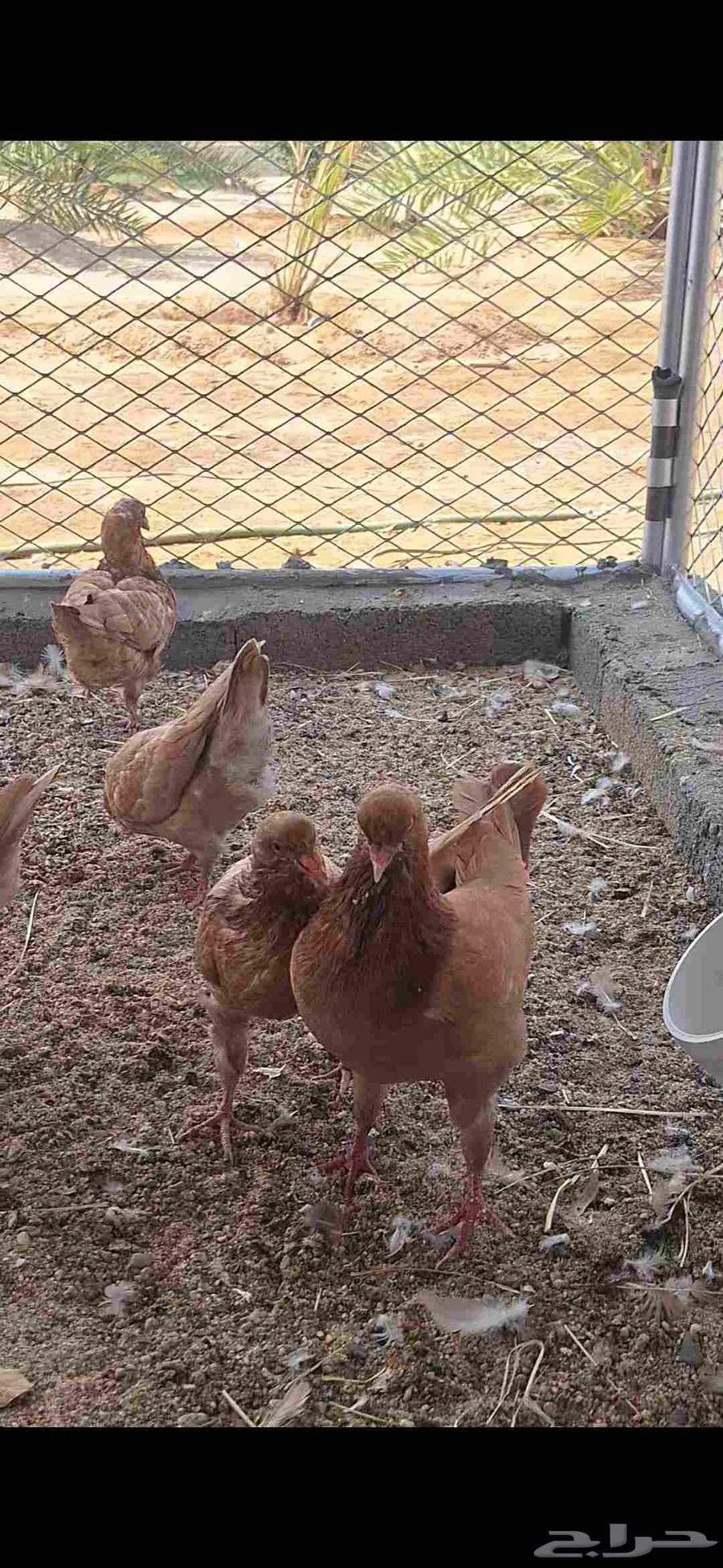 حمام كنق سوبر جامبو64205077182722112