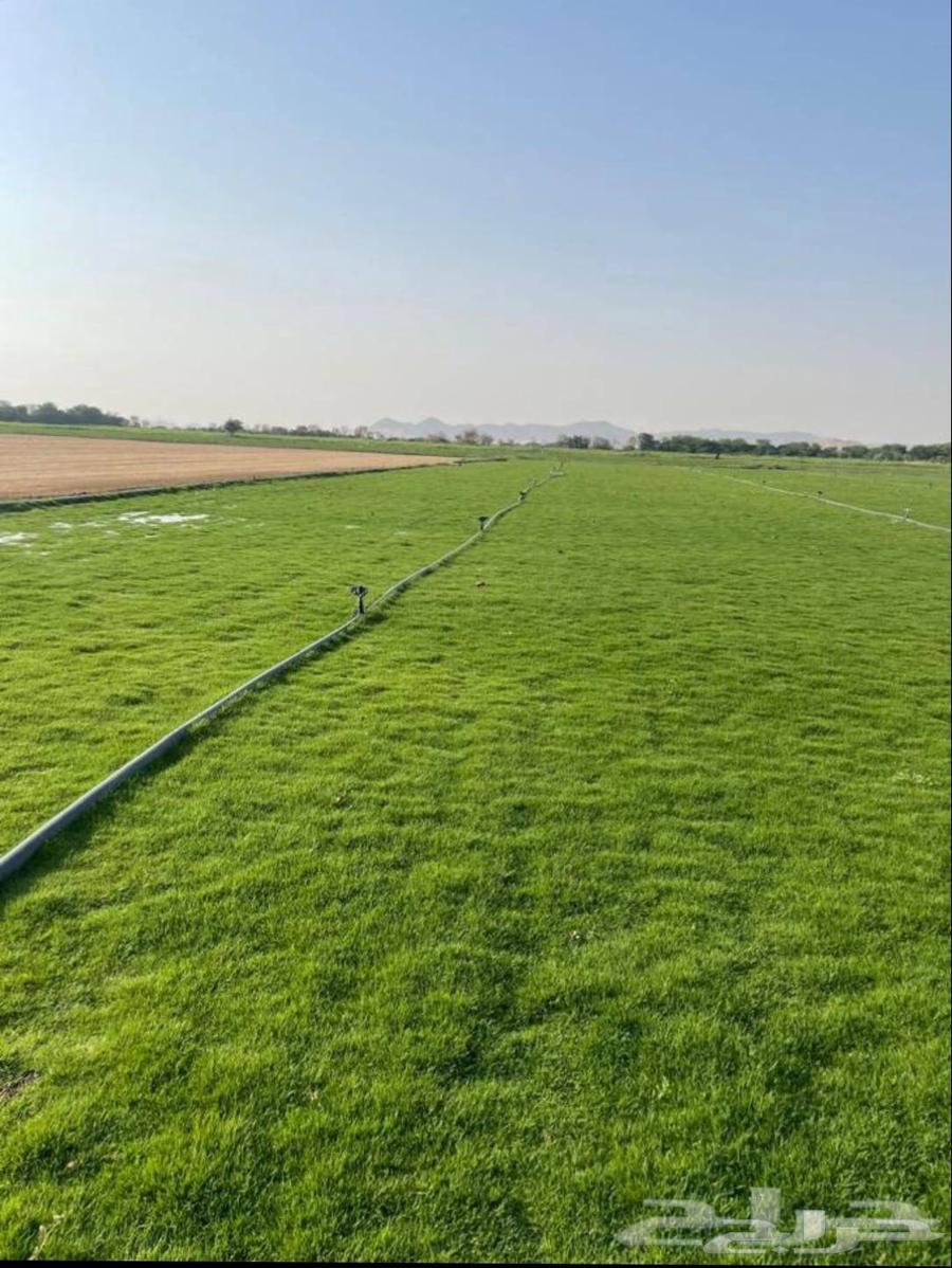 صيانة حدائق64204578479746112