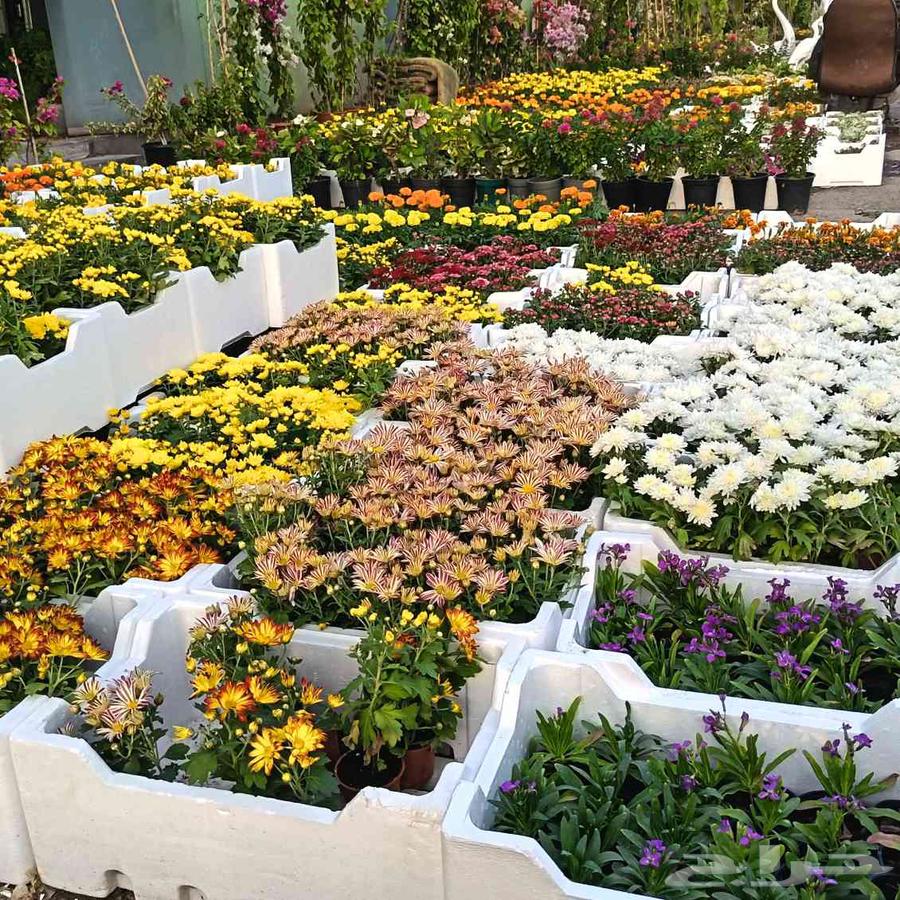 مشتل عشب طبيعي64204577560322112