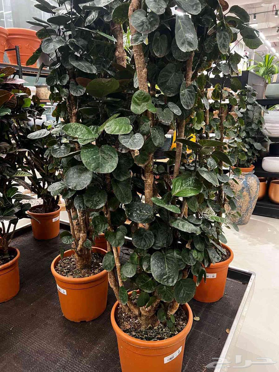 Garden Design64203600280067113