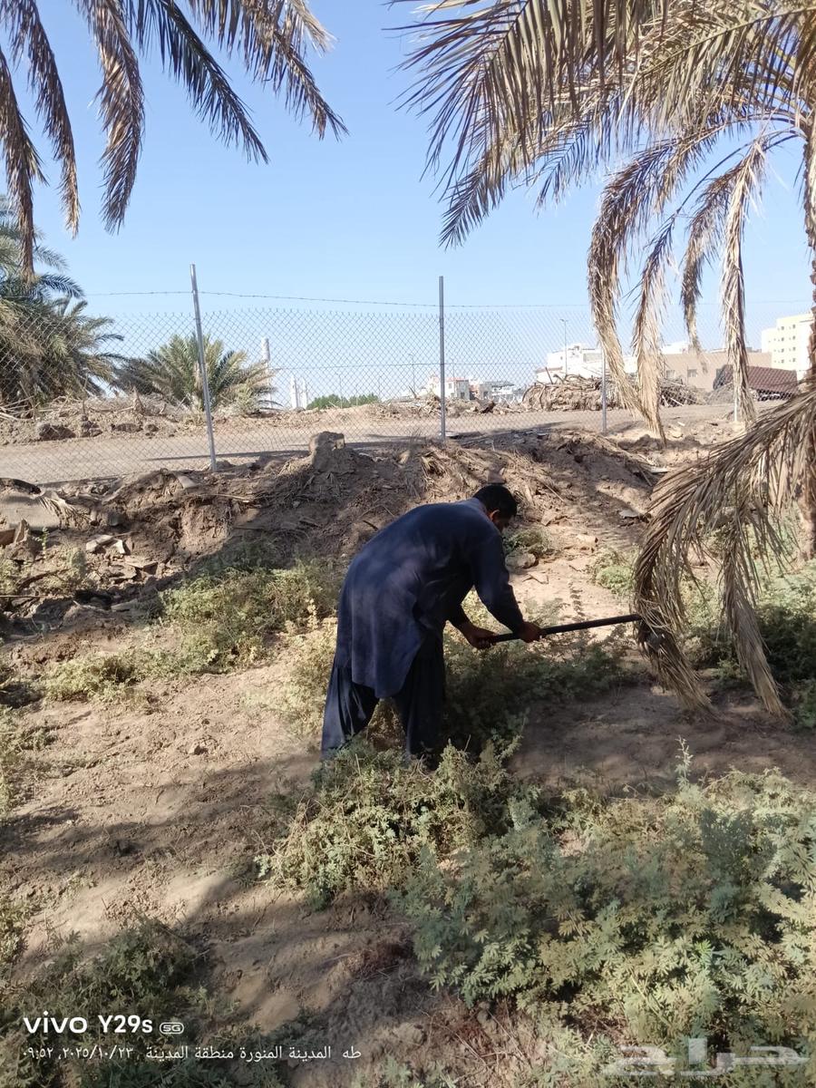صيانة ونضافة المزارع والزروعات الاخرى64205076685442111