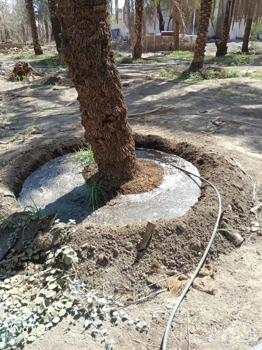 صيانة ونضافة المزارع والزروعات الاخرى64205076685442110