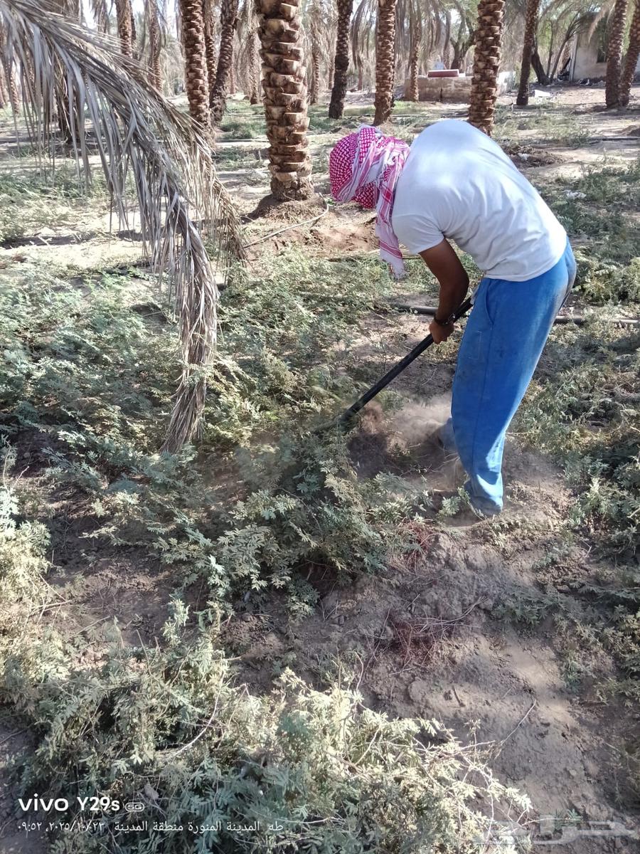 صيانة ونضافة المزارع والزروعات الاخرى64205076685442112