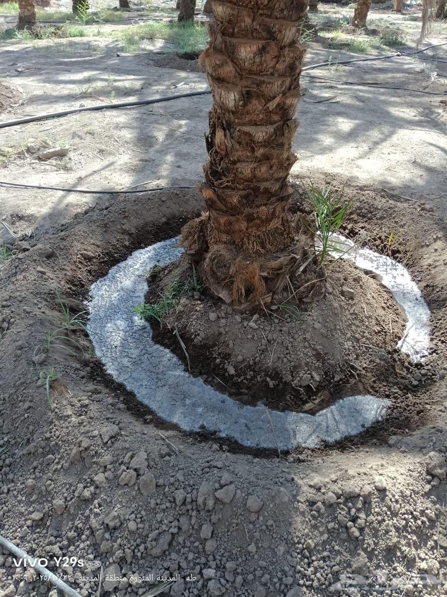 صيانة ونضافة المزارع والزروعات الاخرى64205076685442113