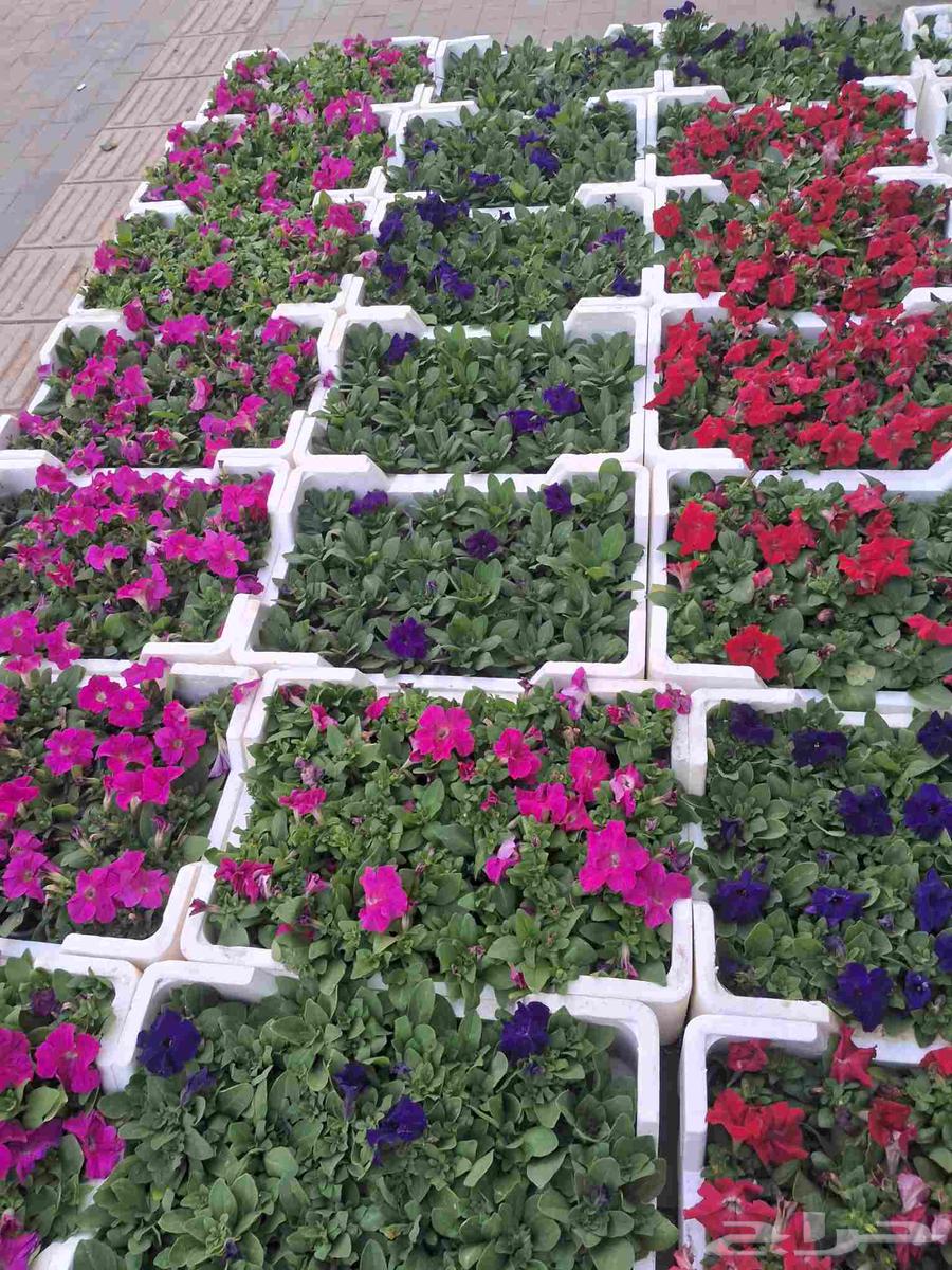 مشتل المزارع ابو عوض الله للزراعه64203854043650114