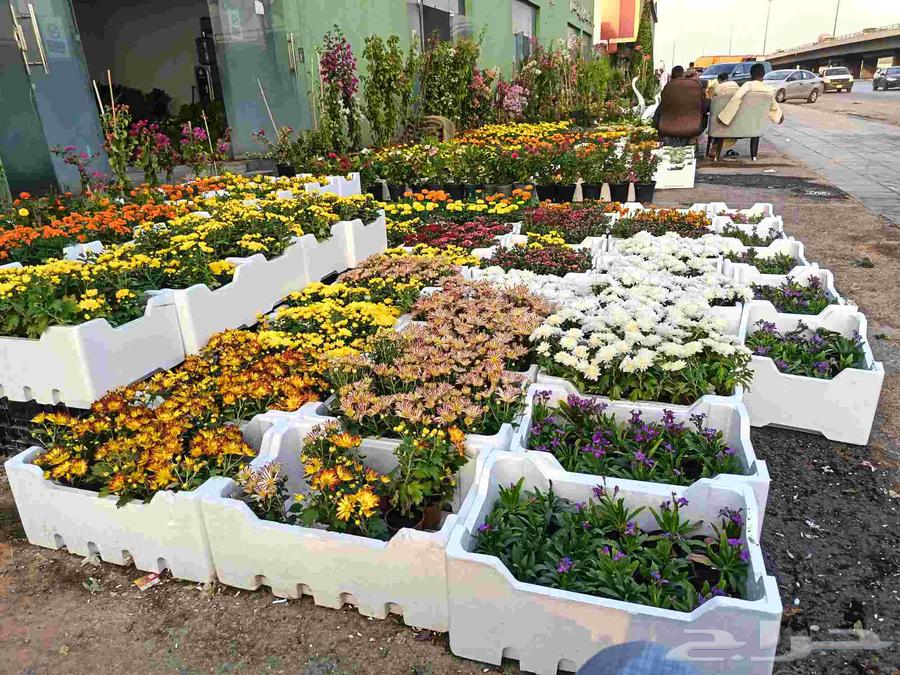 مشتل عشب طبيعي64204577560322111