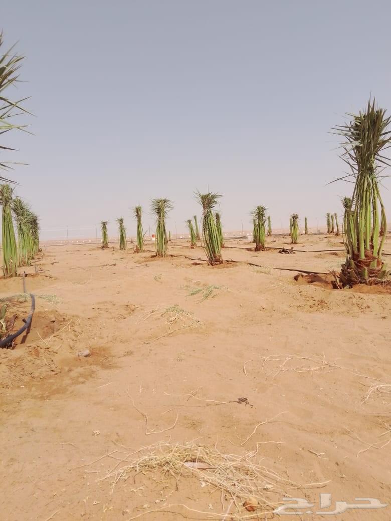 توريد وتركيب64205080292739110