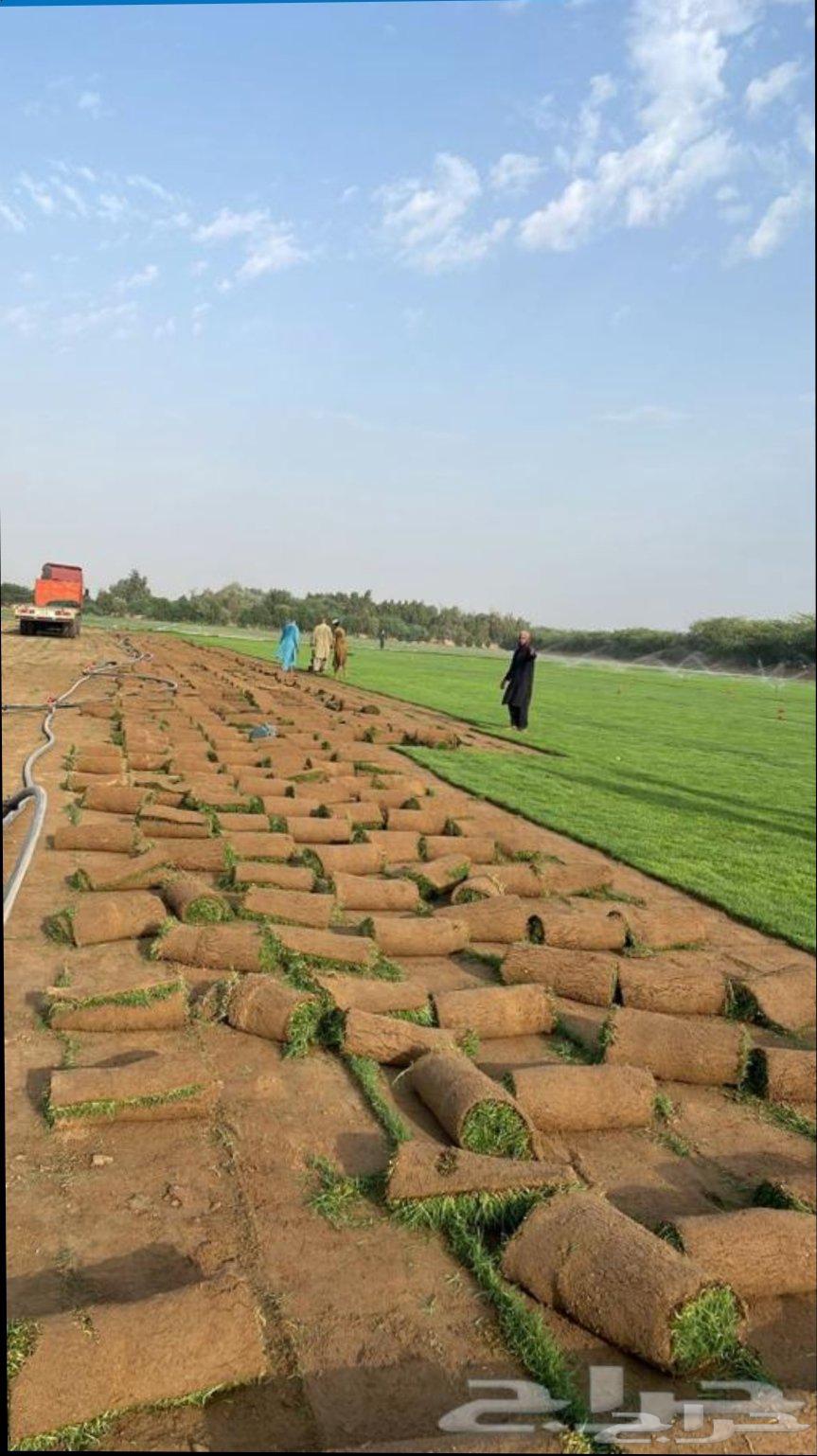 صيانة حدائق64204578479746113