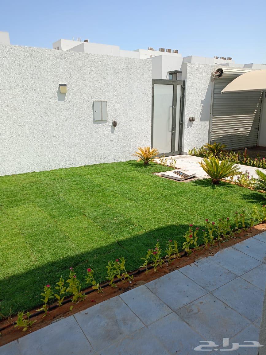 زراعة النجيلة العشب الطبيعي والنباتات والنخيل64203598583427110