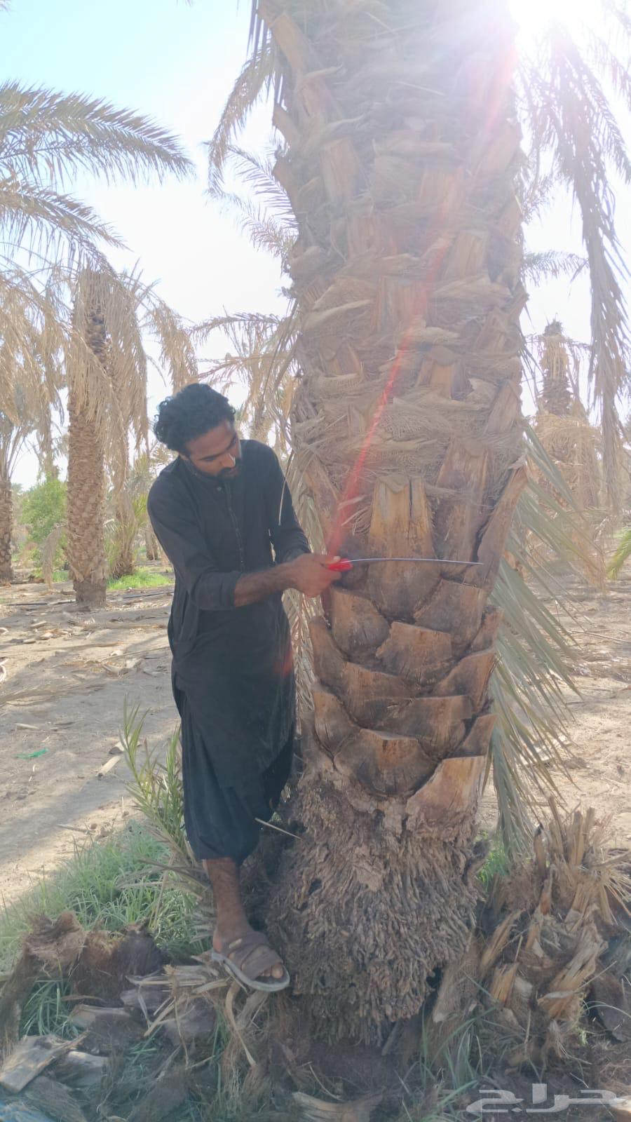 صيانة ونضافة المزارع والزروعات الاخرى64205076685442114