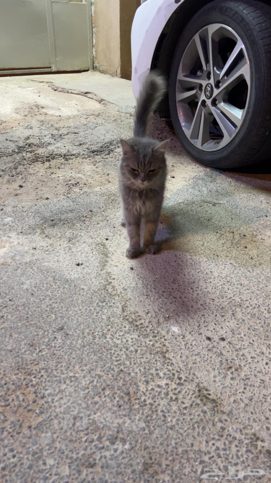 Cat64206844059907110