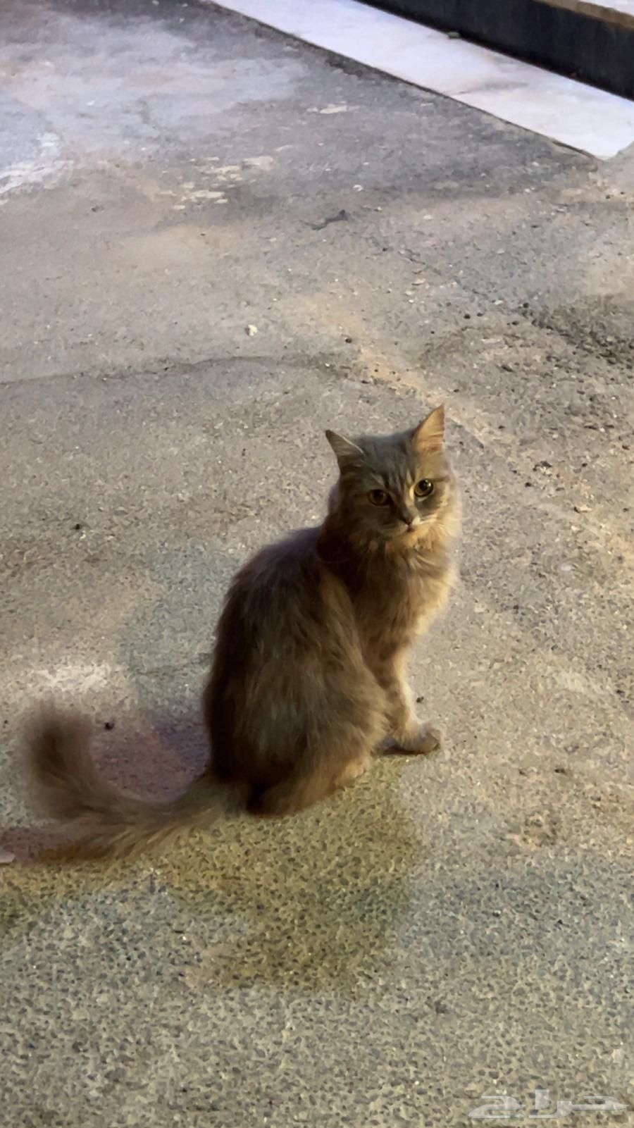 Cat64206844059907111