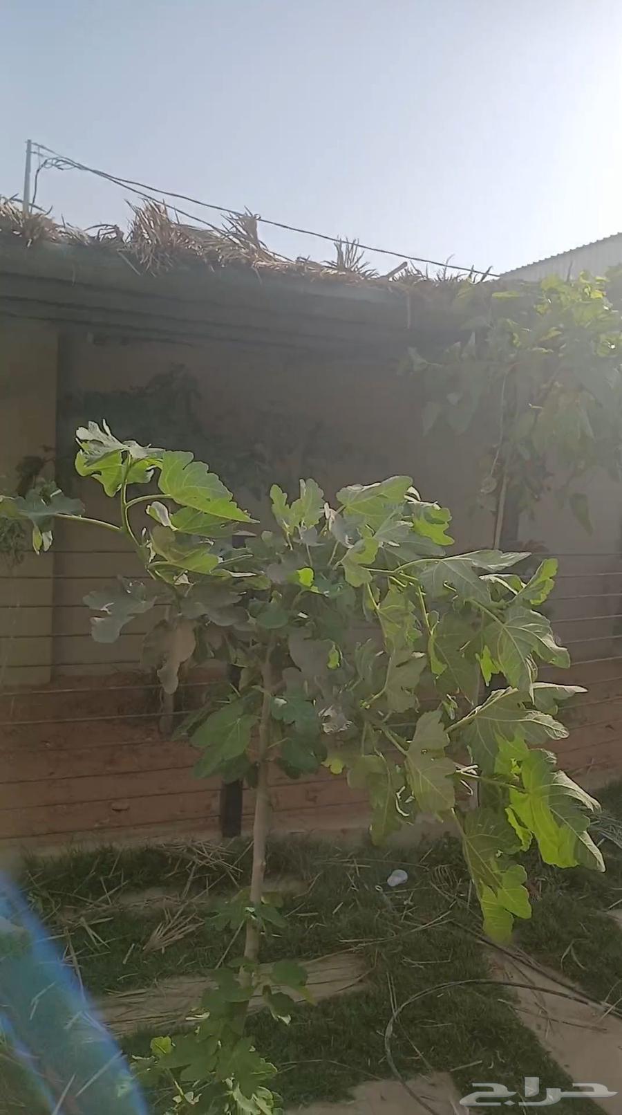 الرياض الجنادرية64206007967745113