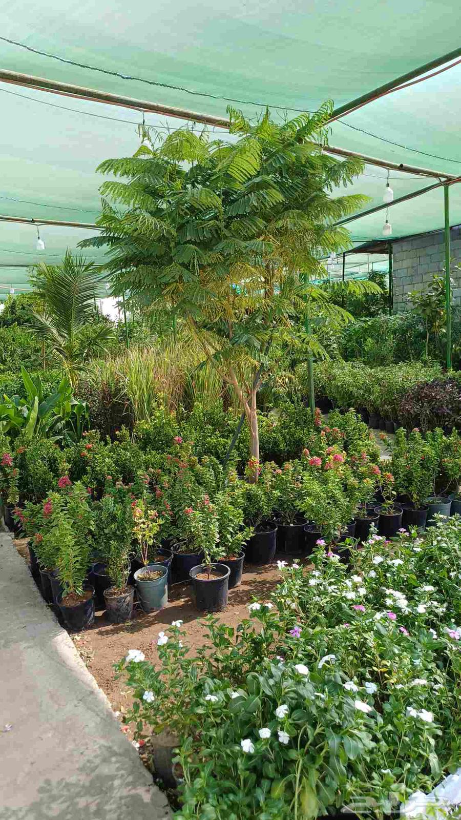 Tree and flower supply and landscaping64205791053441114