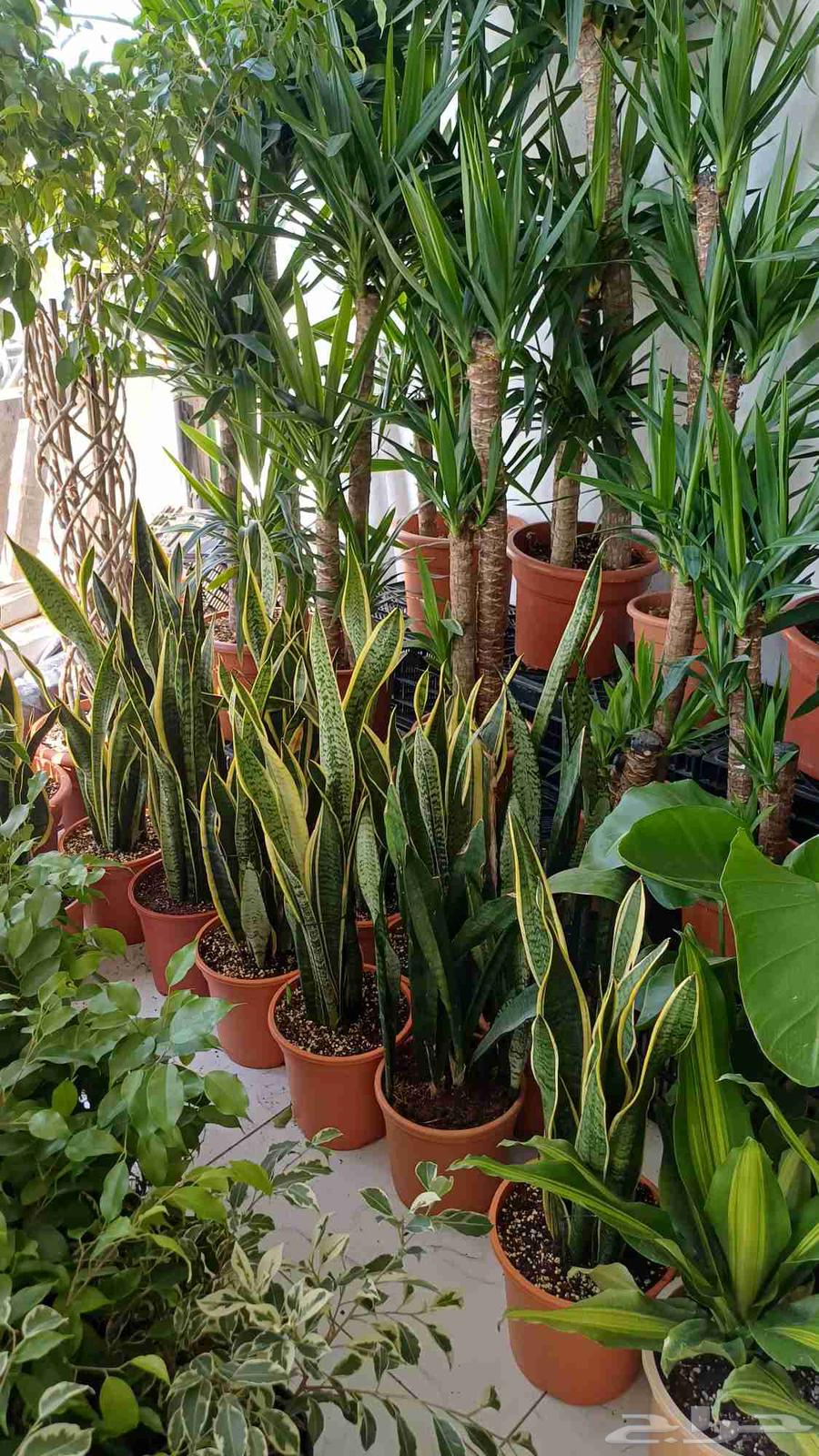 Tree and flower supply and landscaping64205791053441111