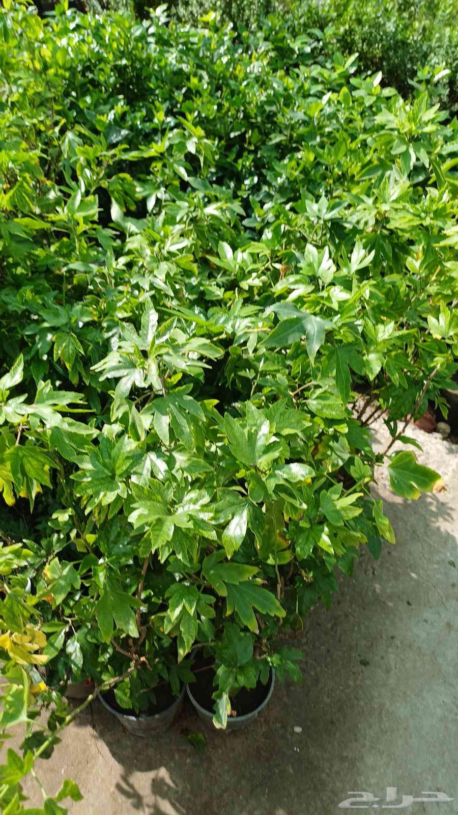 Tree and flower supply and landscaping64205791053441112