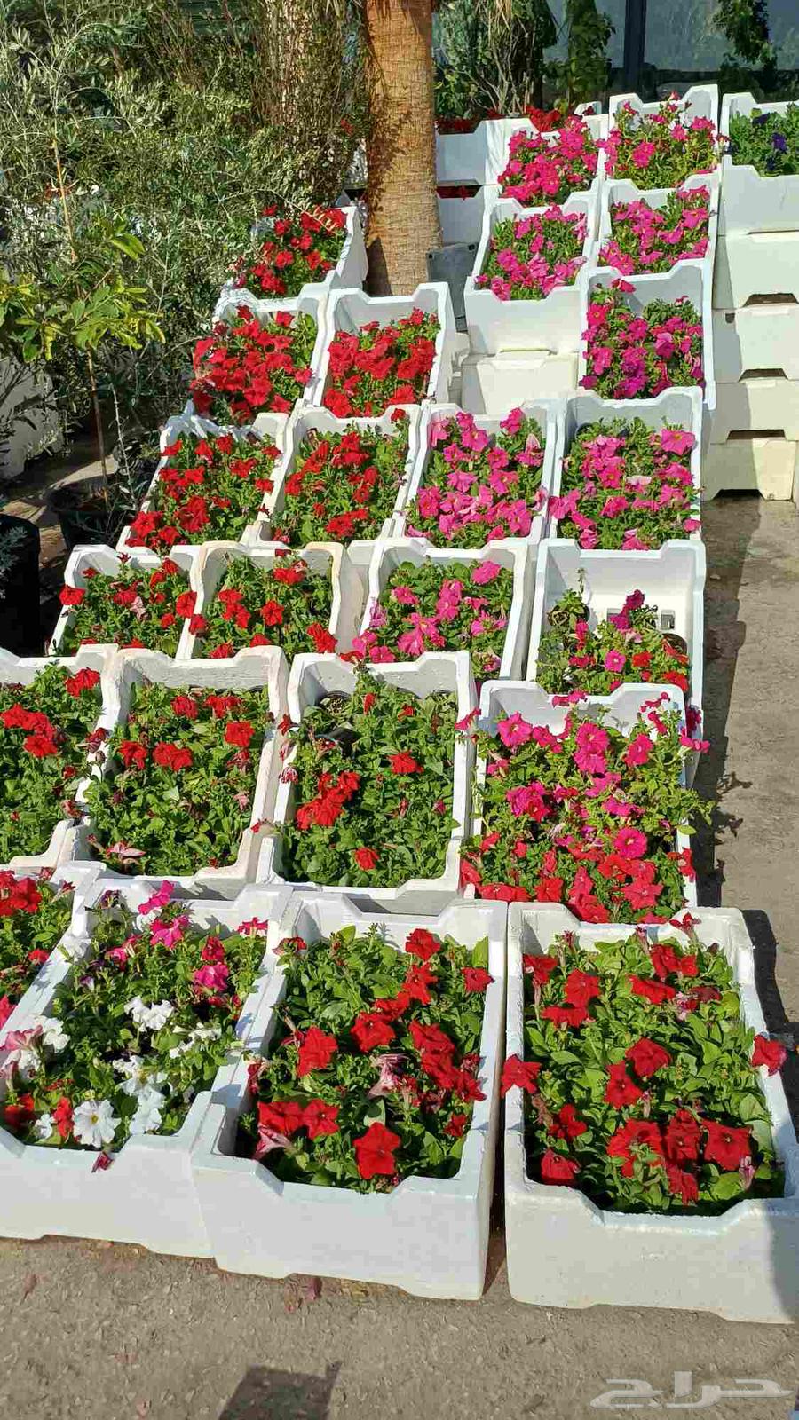 Tree and flower supply and landscaping64205791053441110