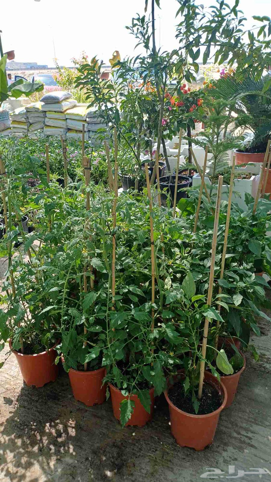 Tree and flower supply and landscaping64205791053441113