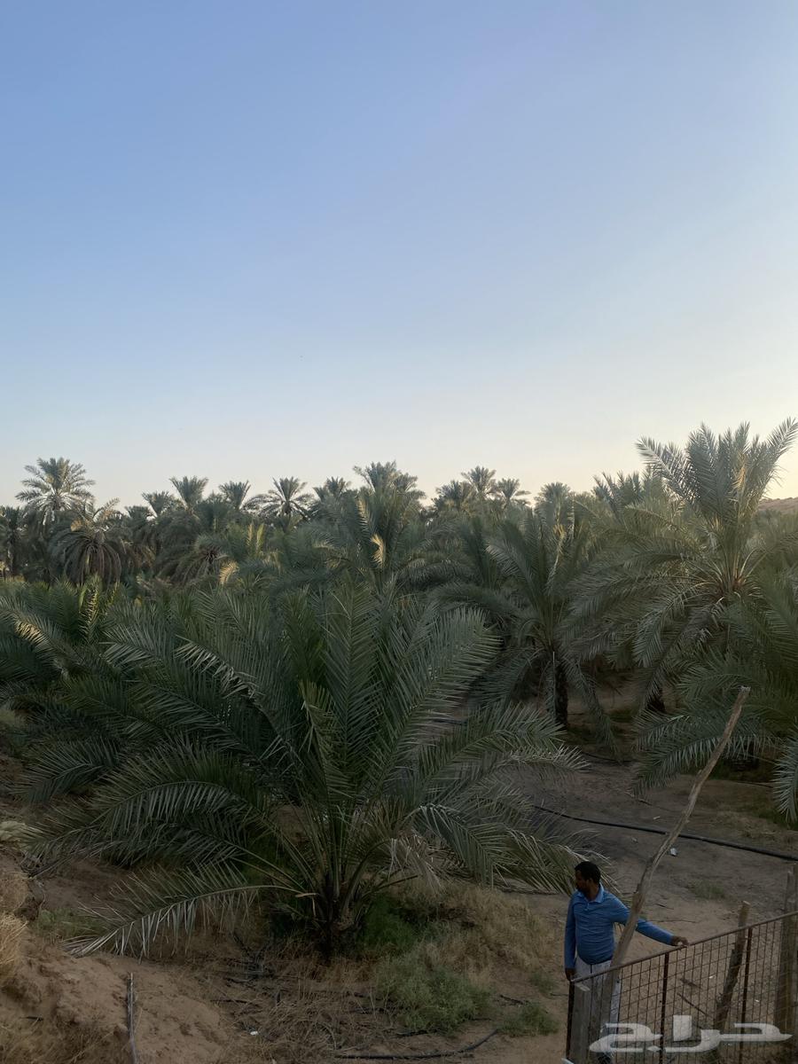 ثمر النخيل و مزرعه للايجار64173331521666112