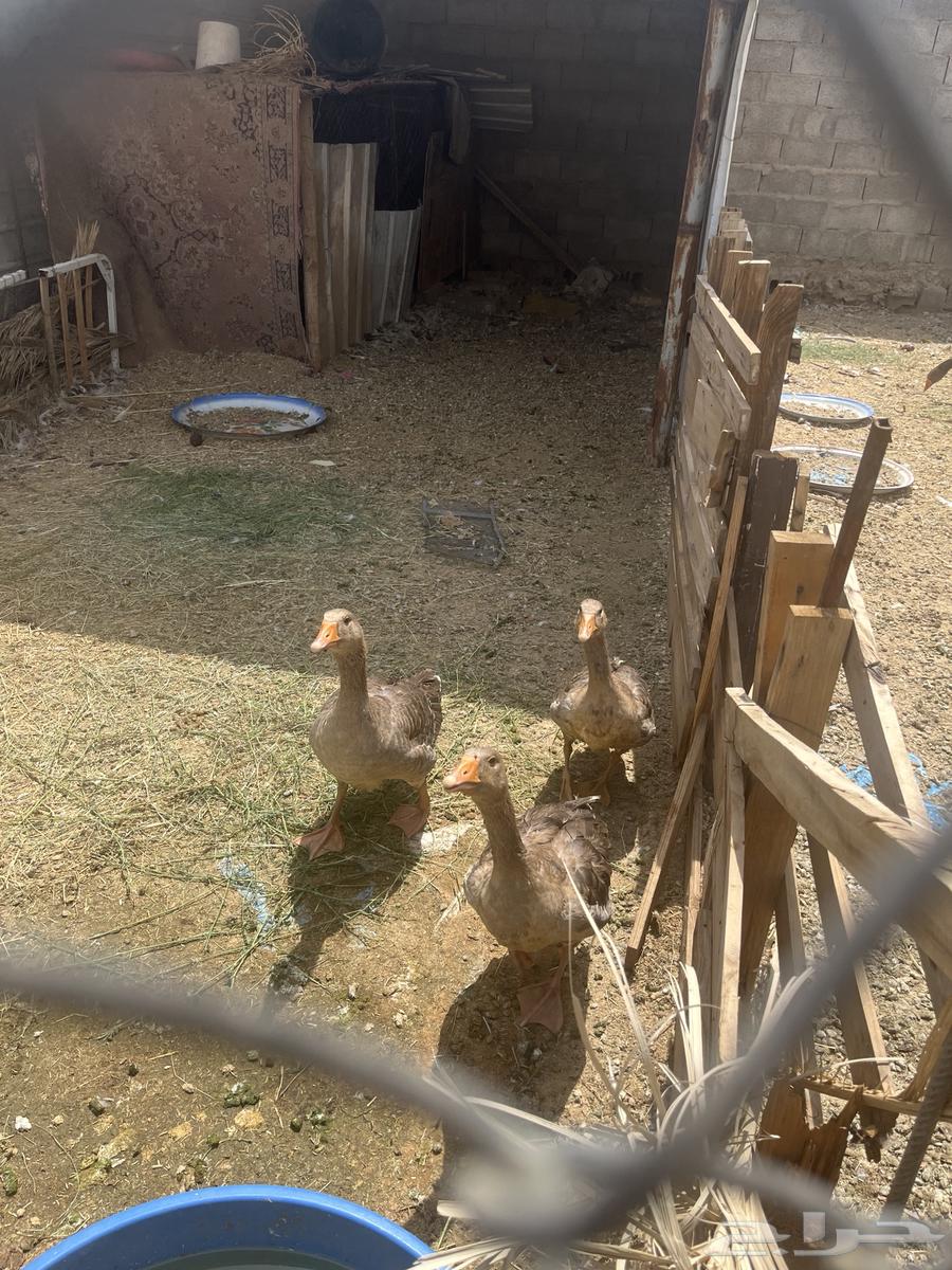 Ducks and geese for sale, ducks from 25 and geese from 60 per piece, wholesale only64207492833795111