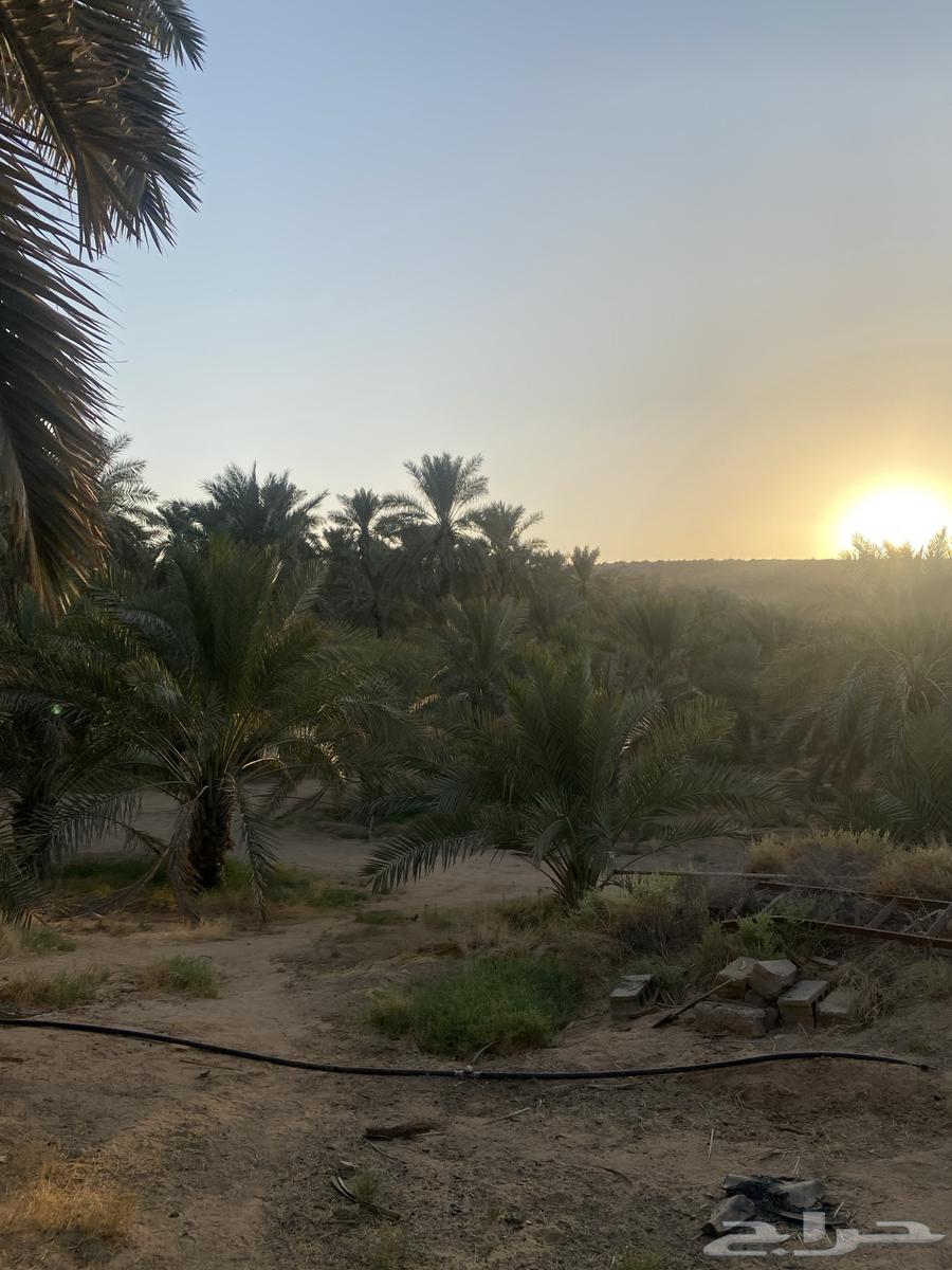 ثمر النخيل و مزرعه للايجار64173331521666114