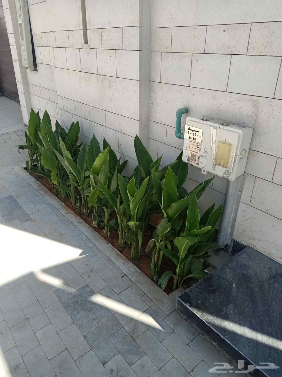 مشتل زراعي الرياض حي الملقا طريق الملك سلمان64205789339650113