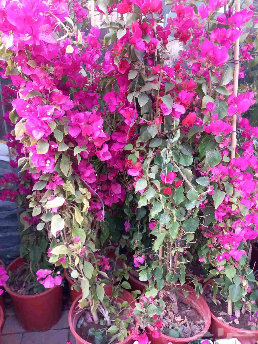 زراعة وصيانة الحدائق64206427128962111