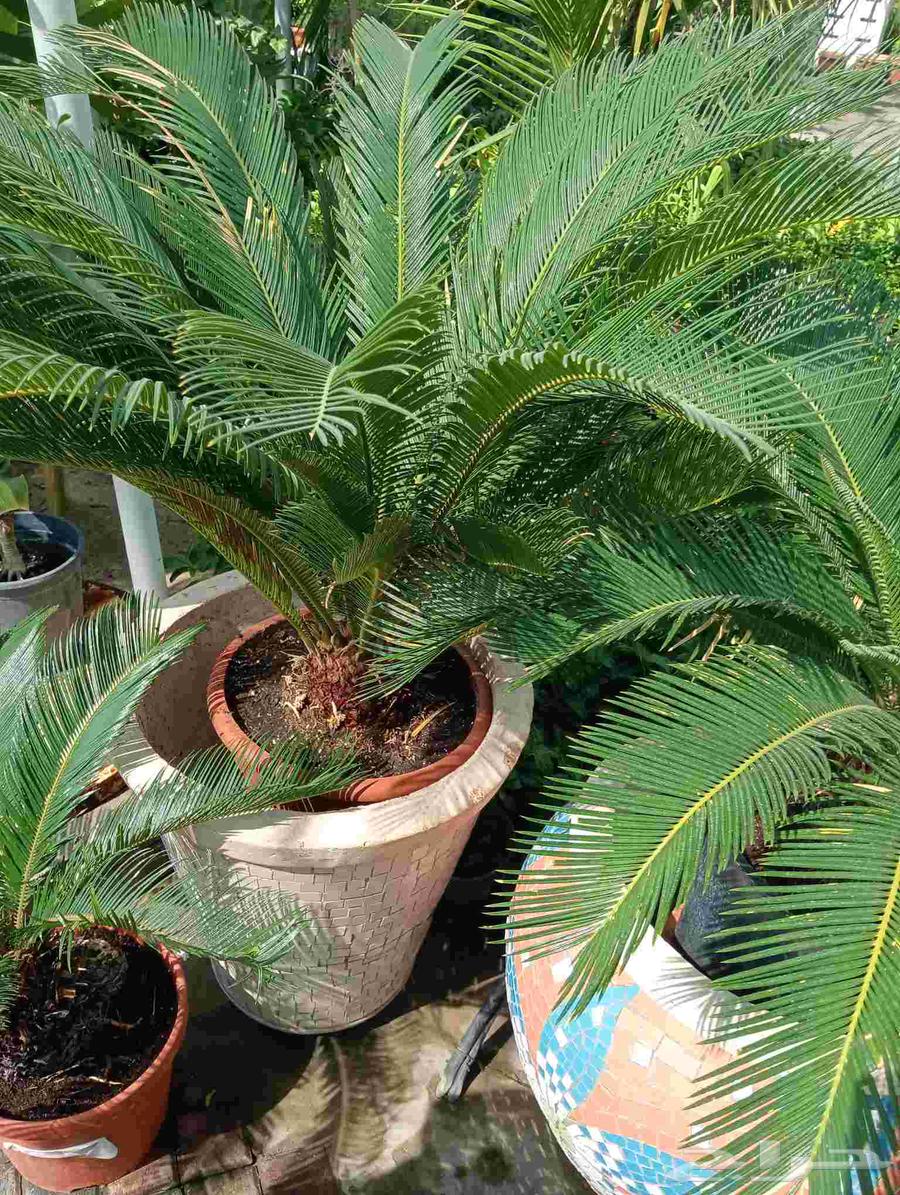 صيانه وتنسيق حدائق64206207855617112