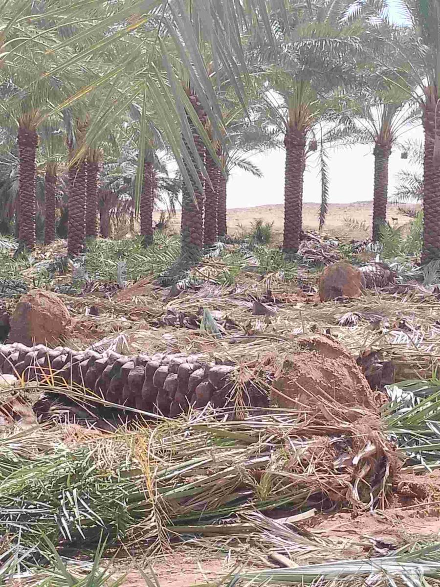 نخيل العربي واشجار زيتون64273082743427110