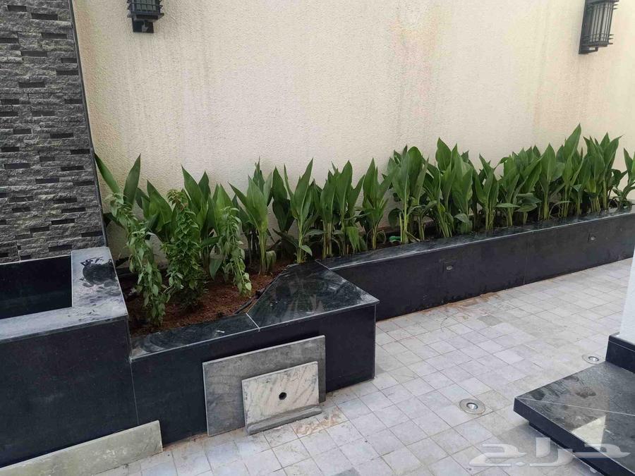 مشتل زراعي الرياض حي الملقا طريق الملك سلمان64205789339650111