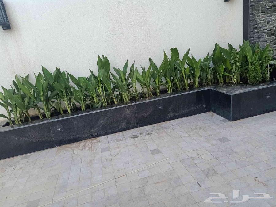 مشتل زراعي الرياض حي الملقا طريق الملك سلمان64205789339650112