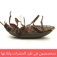 Pest Control Company in Dammam, Khobar, and Qatif64206011052033114