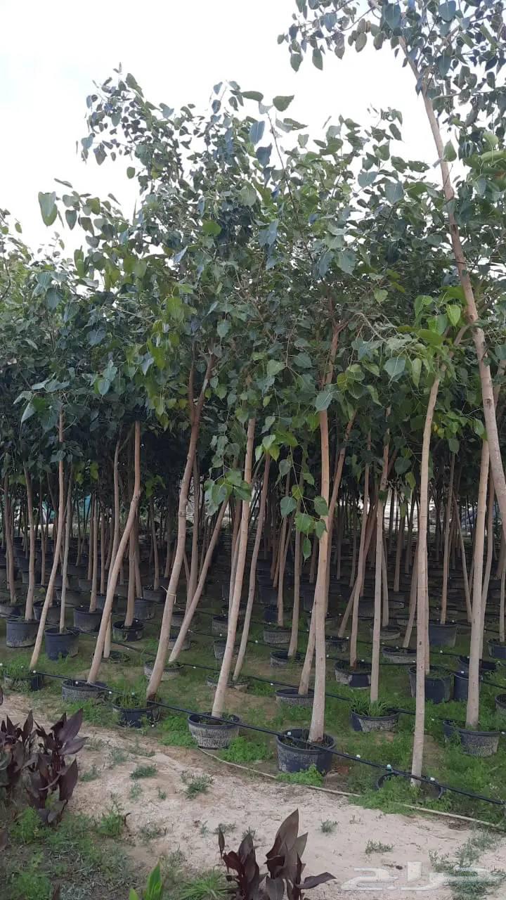 زراعة وصيانة الحدائق64206427128962112