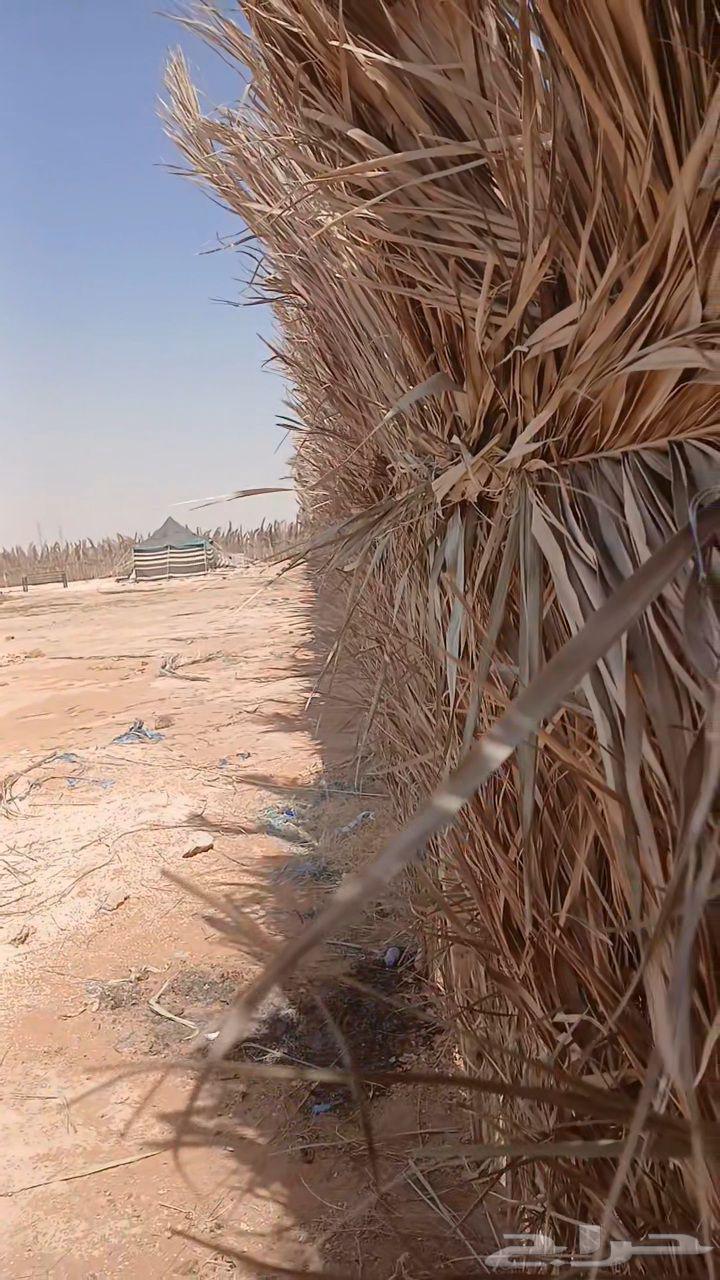 الرياض الجنادرية64206007967745114