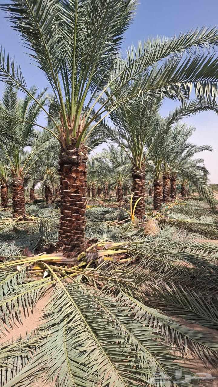زراعة النخيل صيانة النخيل64205787351555111