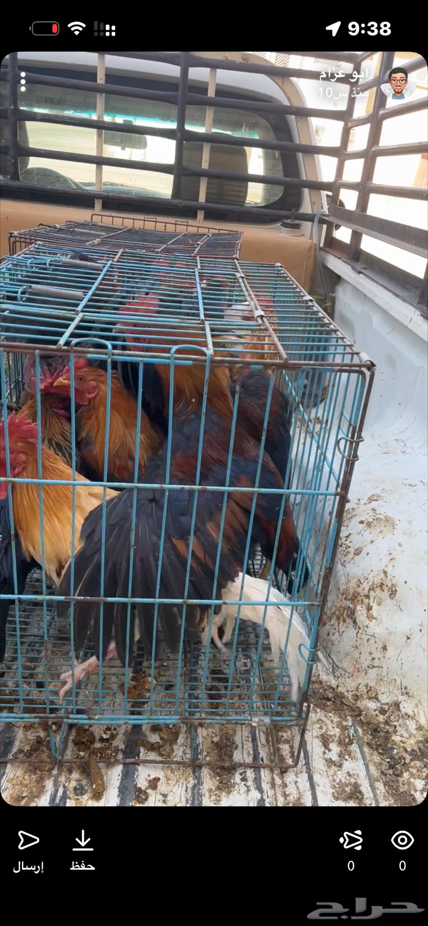 مطلوب ديوك بلدي للبيع العدد المفتوح64359346229250110