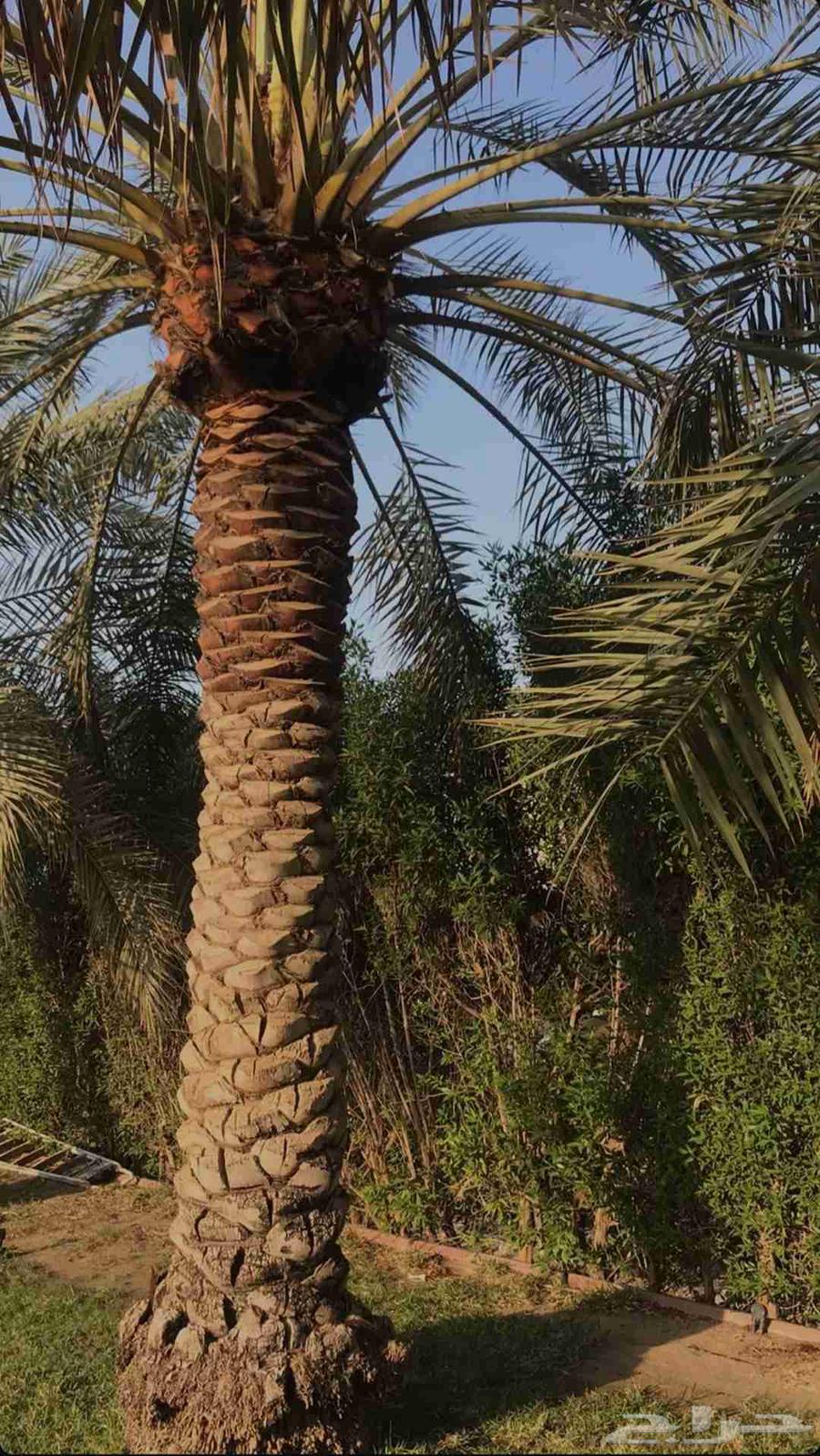 تكريب وتنظيف النخل64207937833986110