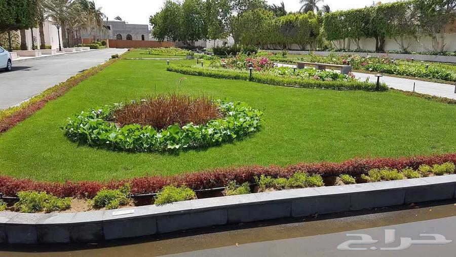 تنسيق الحدائق وبيع الأشجار والنباتات64209000058241113