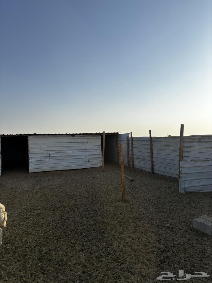 Scrap metal, wood boxes, brackets, scrap iron, and corrugated sheets64209219169921111