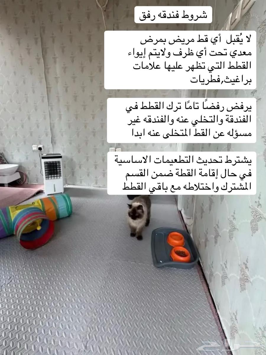 فندقة قطط في الدمام64212037375875112