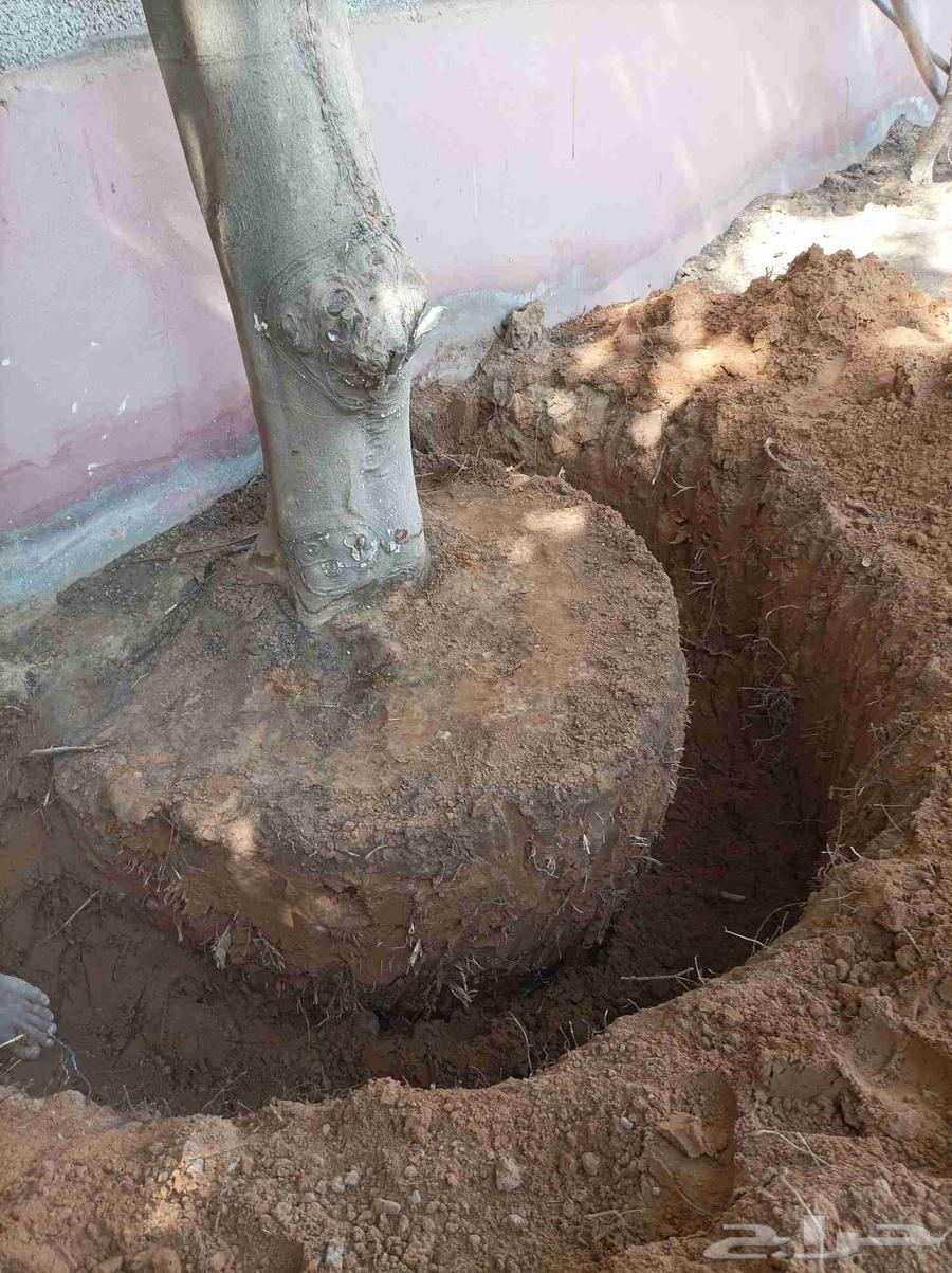 السلام عليكم ورحمة الله وبركاته64208163094787111