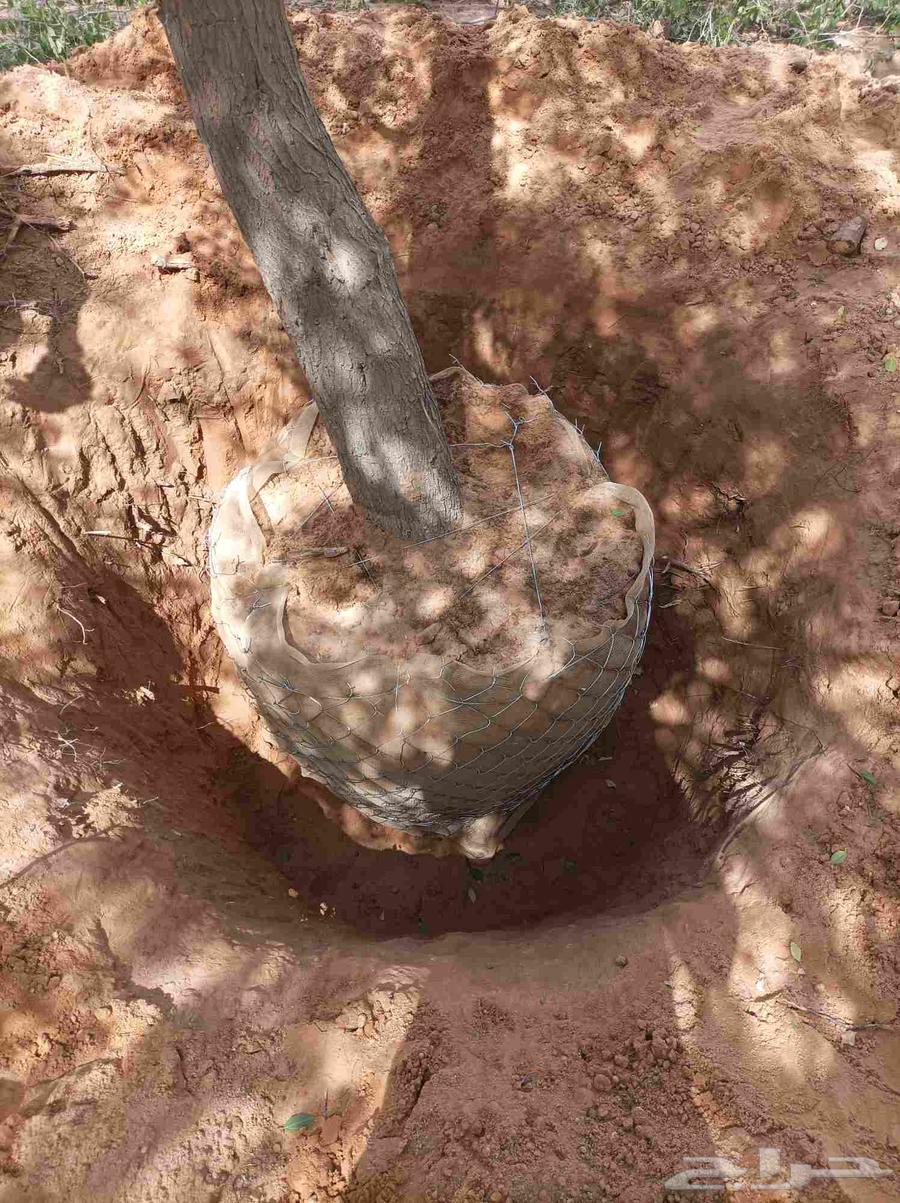 السلام عليكم ورحمة الله وبركاته64208163094787114