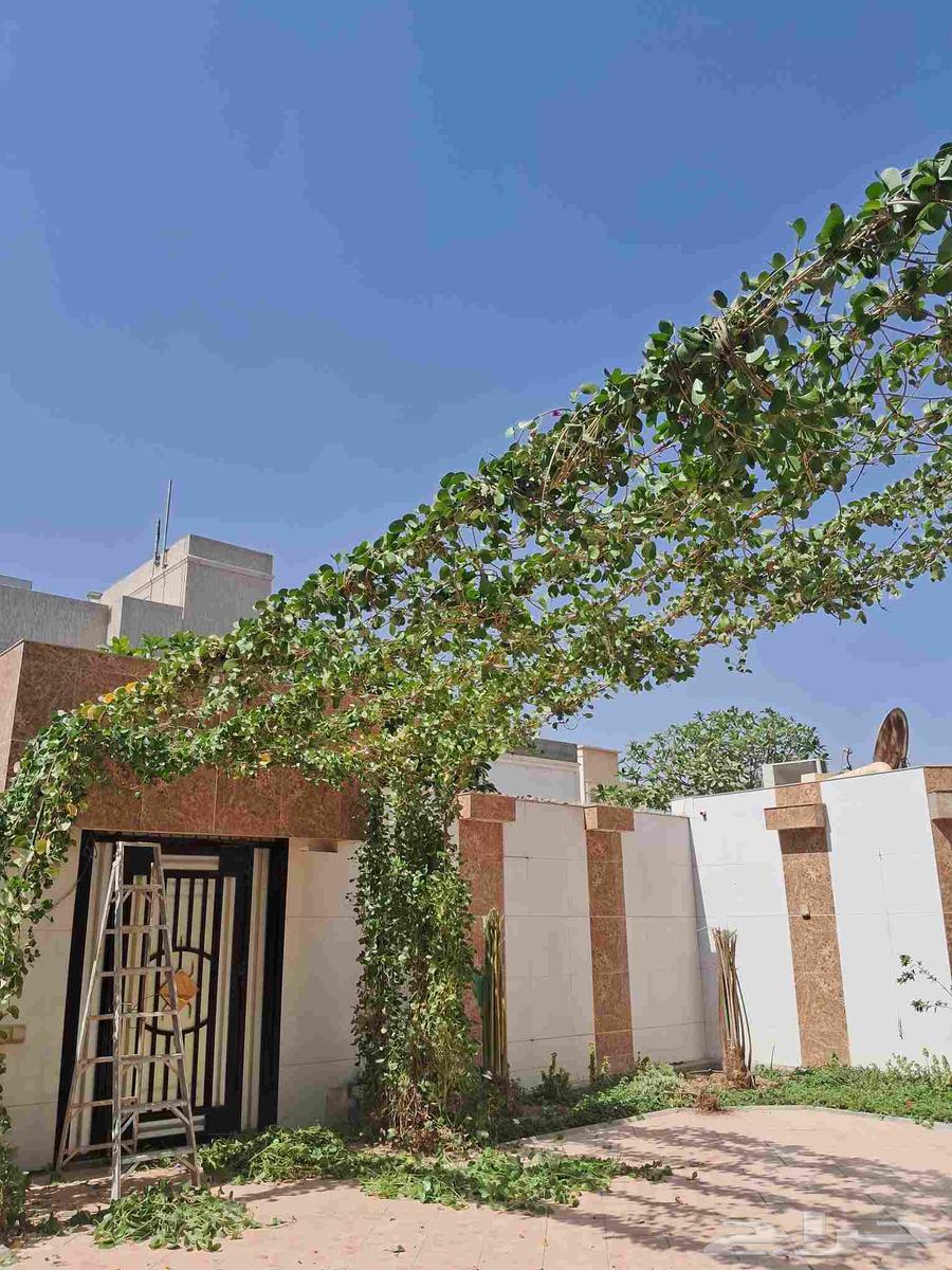 مشتل المزارع ابو عوض الله للزراعه64208162690435110