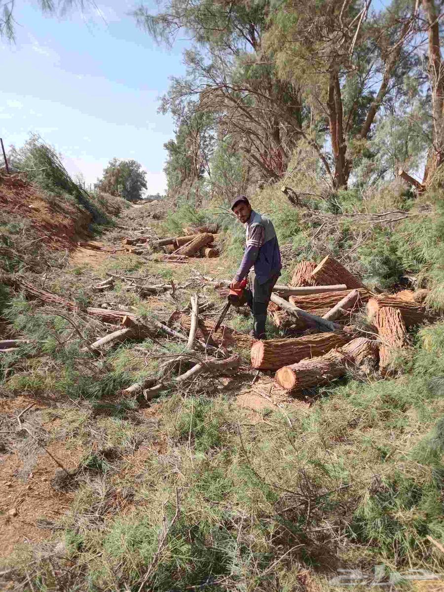 قص وتنظيف الاشجار من أمام المنازل64208163861507111