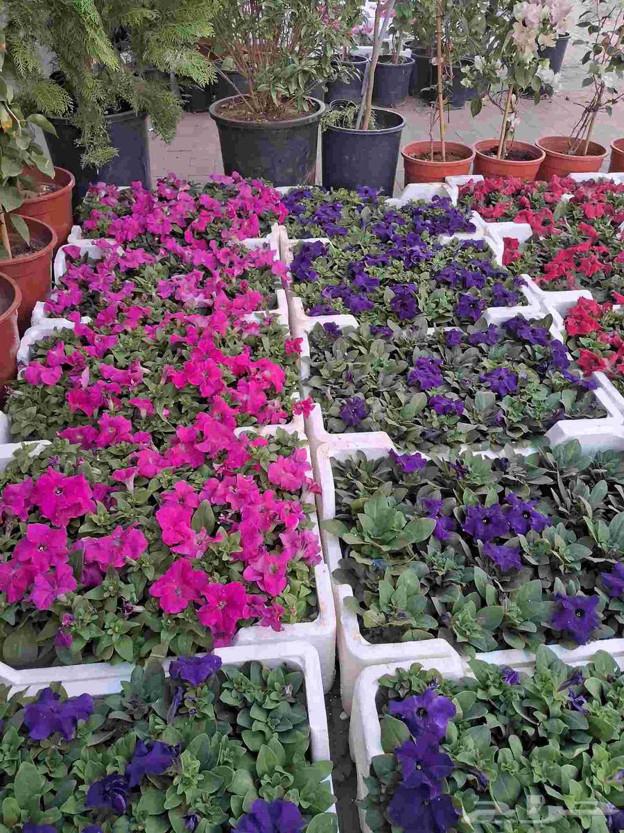 مشتل المزارع ابو عوض الله للزراعه64208162690435114